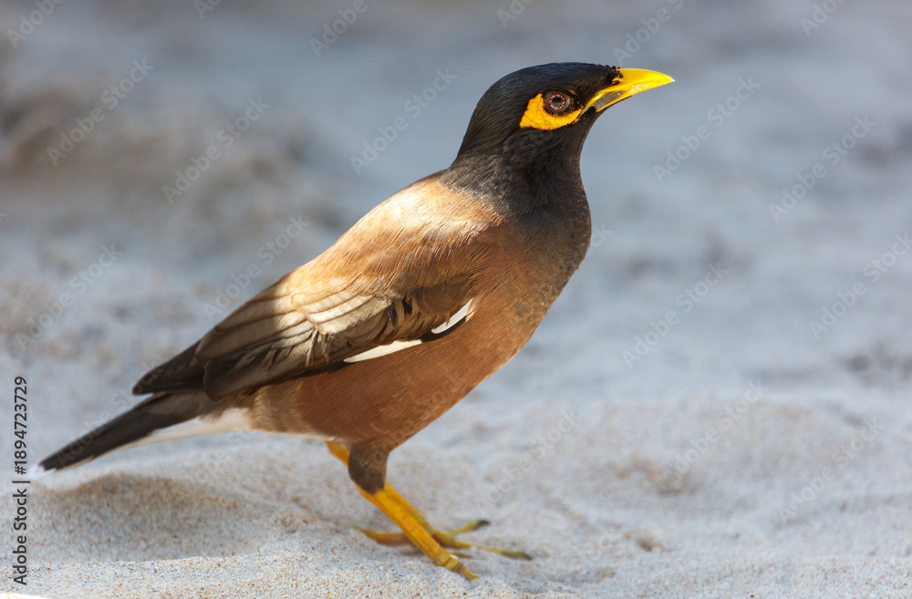 Obraz premium A bird with yellow beak and black and brown feathers