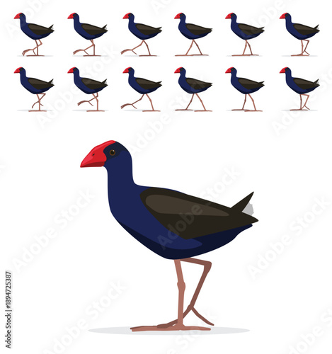 Pukeko Bird Swamphen Walking Motion Animation Sequence Cartoon Vector Illustration
