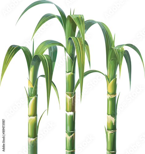 Fresh green sugarcane plant illustration with long leaves and stalks isolated on white background for agriculture sugar industry and natural food design.