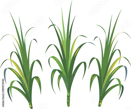 Fresh green sugarcane stalks and plant illustration with long leaves, isolated on white background, for agriculture, sugar industry, and farming.