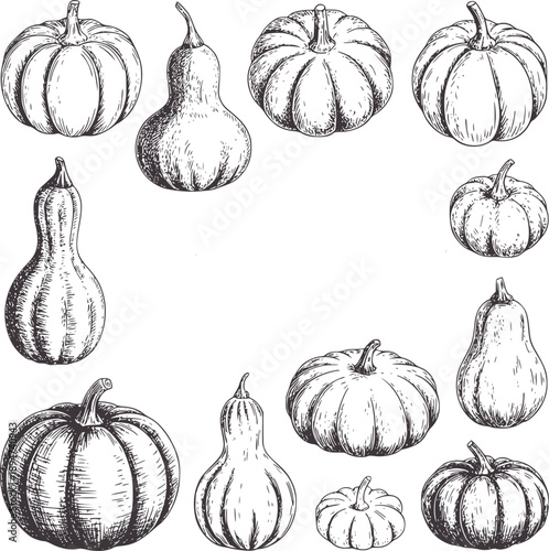 Hand drawn of various pumpkins and gourds in different shapes and sizes squash autumn