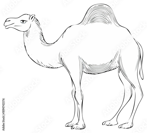 Stylized line drawing of a single humped camel standing profile view black and white