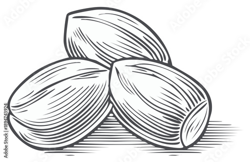 Engraved Style Illustration of Three Almonds Pile. Woodcut Effect Line Art Food Drawing