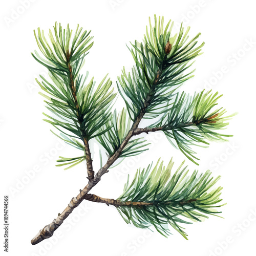 Winter Pine Branch, watercolor drawing vector, isolated on a white background.