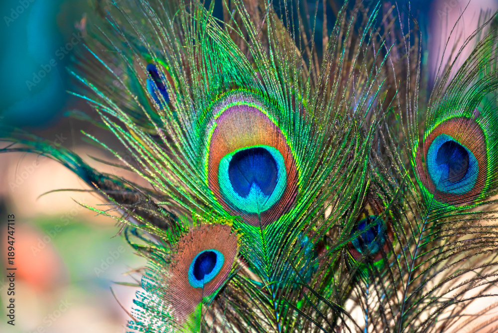 Naklejka premium Beautiful peacock feather with natural background