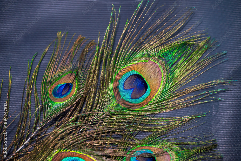 Fototapeta premium Beautiful peacock feather with natural background