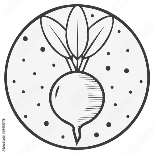 Illustration of a radish vegetable in a circular frame.