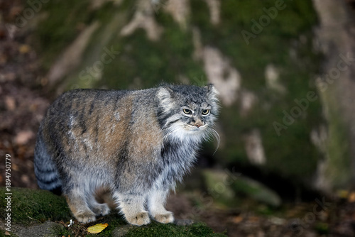 Portrait of a Pallas’s Cat