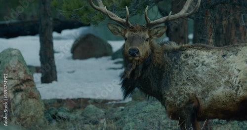 Wild Elk in Rocky Mountains Grazing 