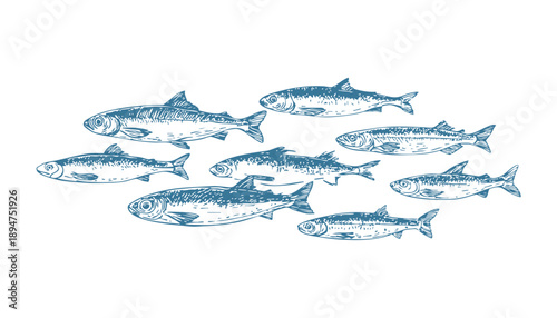 Hand drawn vector line art illustration of a school of fish. Modern marine artwork suitable for tattoos, coloring pages, eco design, for culinary projects, editorial graphics and ocean-themed branding