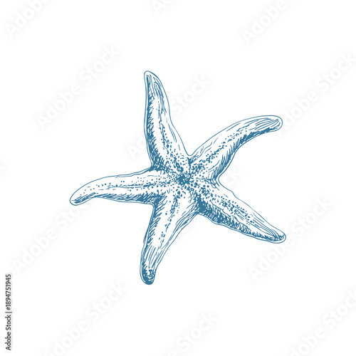 Hand drawn vector starfish line art illustration with modern nautical aesthetic. Minimal marine artwork perfect for logos, tattoos, branding, packaging, posters, and decorative coastal design.