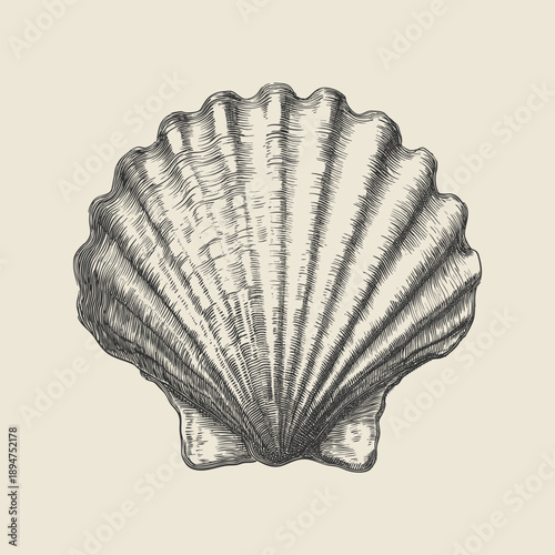 Decorative vintage engraving vector illustration of a seashell with fine line details. Sophisticated marine shell artwork on neutral background, ideal for luxury prints, and interior decor.