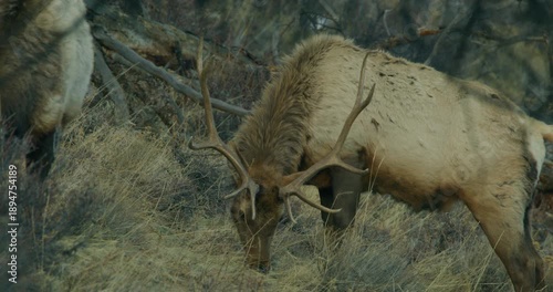 Wild Elk in Rocky Mountains Grazing 