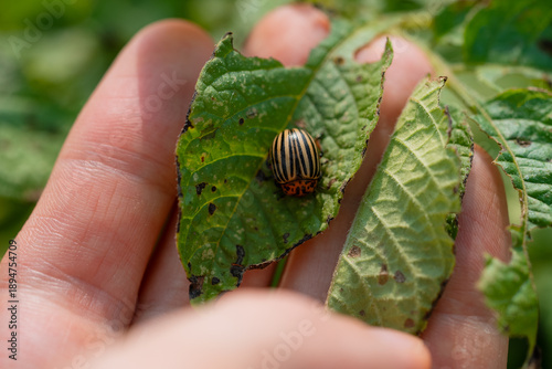 Obraz na płótnie Hand holds potato leaf with colorado potato beetle and chewed foliage, close-up