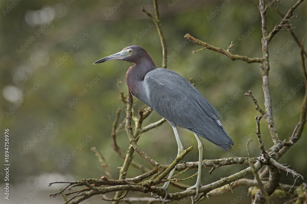 Fototapeta premium Little blue heron (Egretta caerulea) - Tortuguero National Park, Costa Rica