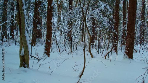 雪積もる林道