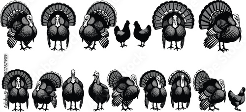 Vintage turkey and chicken illustration set, farm poultry silhouettes, hand drawn engraving style birds collection isolated on white background