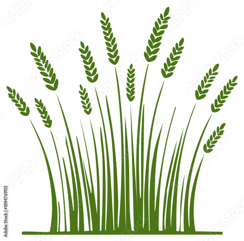 Green wheat stalks growing illustration with grain ears