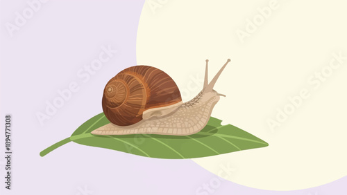 Gentle snail with spiral shell crawls on a green leaf