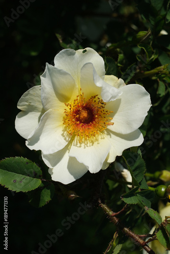 white and yellow rose  flower
