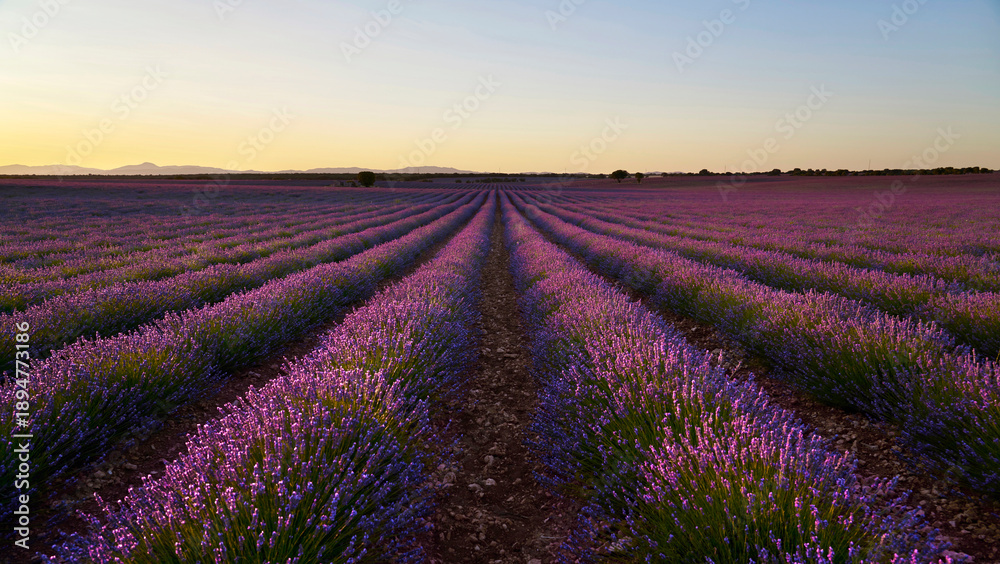 Fototapeta premium Field of lavender in Brihuega , Madrid, Spain 