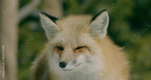 Fox in wild during winter snow