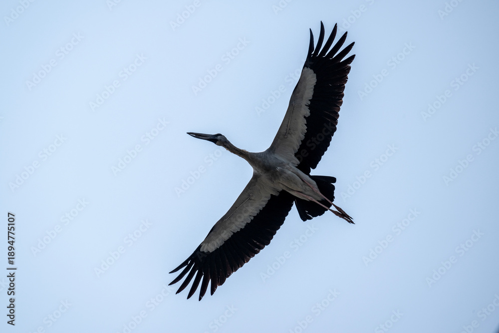 Fototapeta premium An Indian openbill stork in the wild near a lake in Thailand