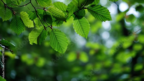 Closeup of green leaves on tree branches.