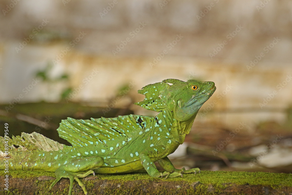 Naklejka premium Plumed basilisk (Green (Jesus Christ) lizard) (Basiliscus plumifrons) - Tortuguero National Park, Costa Rica