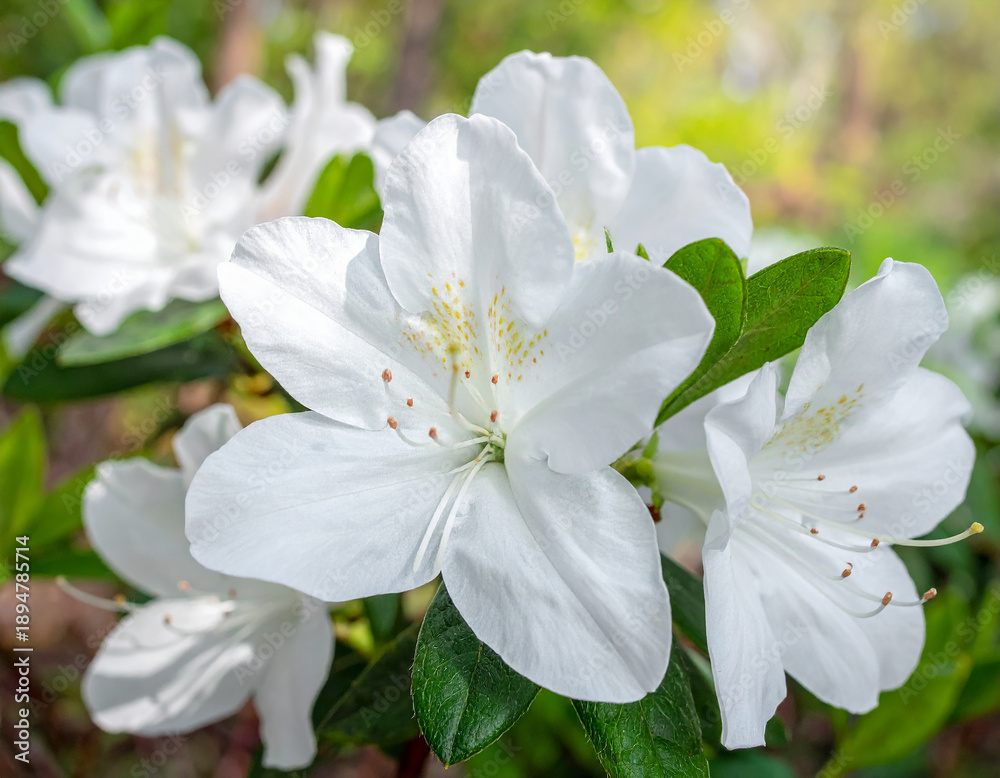 Obraz premium 식물-꽃-진달래-철쭉-진달래 꽃-철쭉 꽃-봄꽃-흰색-야외-흰색 철쭉