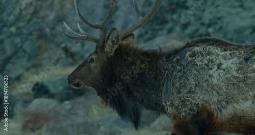 Wild Elk in Rocky Mountains Grazing 