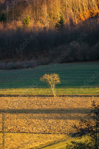 Lone tree illuminated by warm sunlight in open field