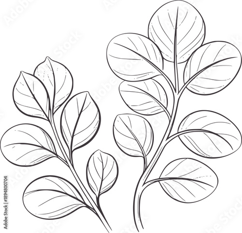Black and botanical of leafy branches with veins leaves
