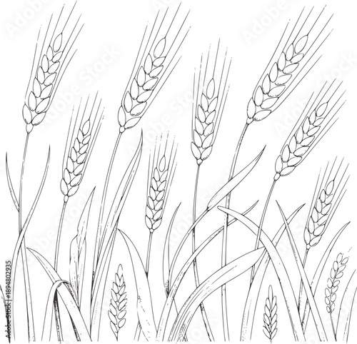 Pencil of wheat stalks with grain heads grains monochrome