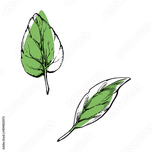 Peppermint, oregano herb, basil single leaves with hand drawn ink texture and vector color. Herbal garnish element for drink menus, spa labels, natural cosmetic packaging, vegan healthy recipe cards