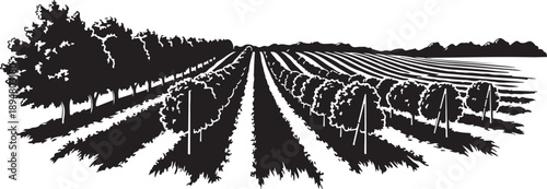 Vineyard rows with trees and rolling hills in background