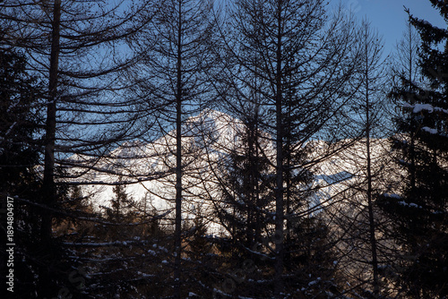 A glimpse through the larch treetops of Mont-Cenis, a stunning massif in the French Alps