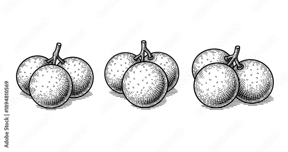 Fototapeta premium Vintage style sketch of grapes in traditional engraving technique