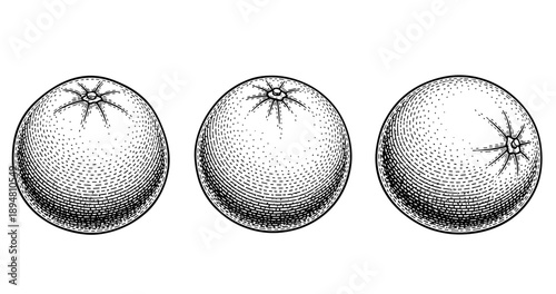 Vintage engraving of three oranges in a row with detailed texture