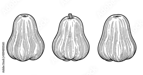 Black and white hand-drawn illustrations of three butternut squash variants with detailed line art
