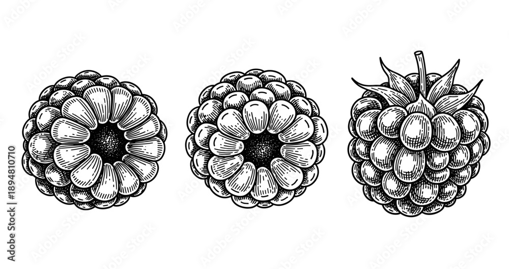 Fototapeta premium Detailed black and white illustrations of raspberries isolated on white background