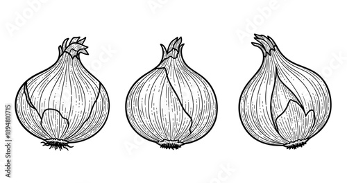 Detailed black and white line art of three onions with stems