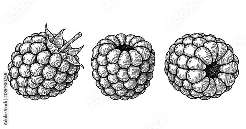 Intricate black and white engraving of three raspberries with detailed texture