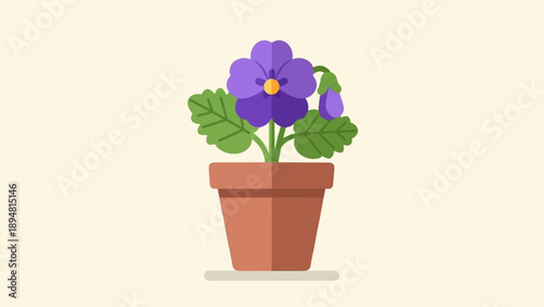 A purple flower with green leaves blooms in a terracotta pot