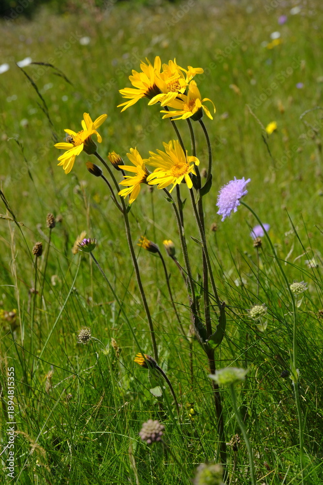 Fototapeta premium Arnika, Arnica montana, Bergwohlverleih, Echte Arnika