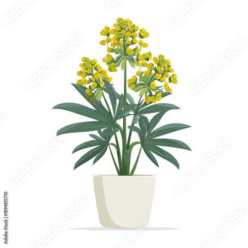 Canvas-taulu Euphorbia illustrated in a clean 2D flat vector style, minimal and modern, isolated on a white background