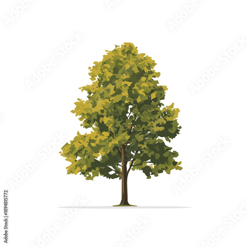 Simple flat 2D vector graphic of Hickory Tree, modern icon look, displayed on a pure white background.