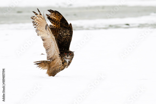 the eagle-owl is among the largest owls in the world, about twice the size of the long-eared owl. i