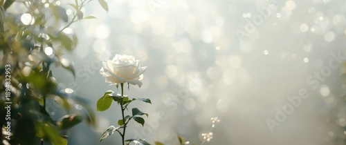 Morning light over white rose brier and rose haw
