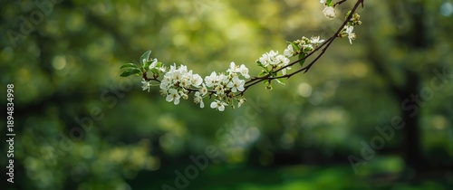 Branch with white inflorescence
